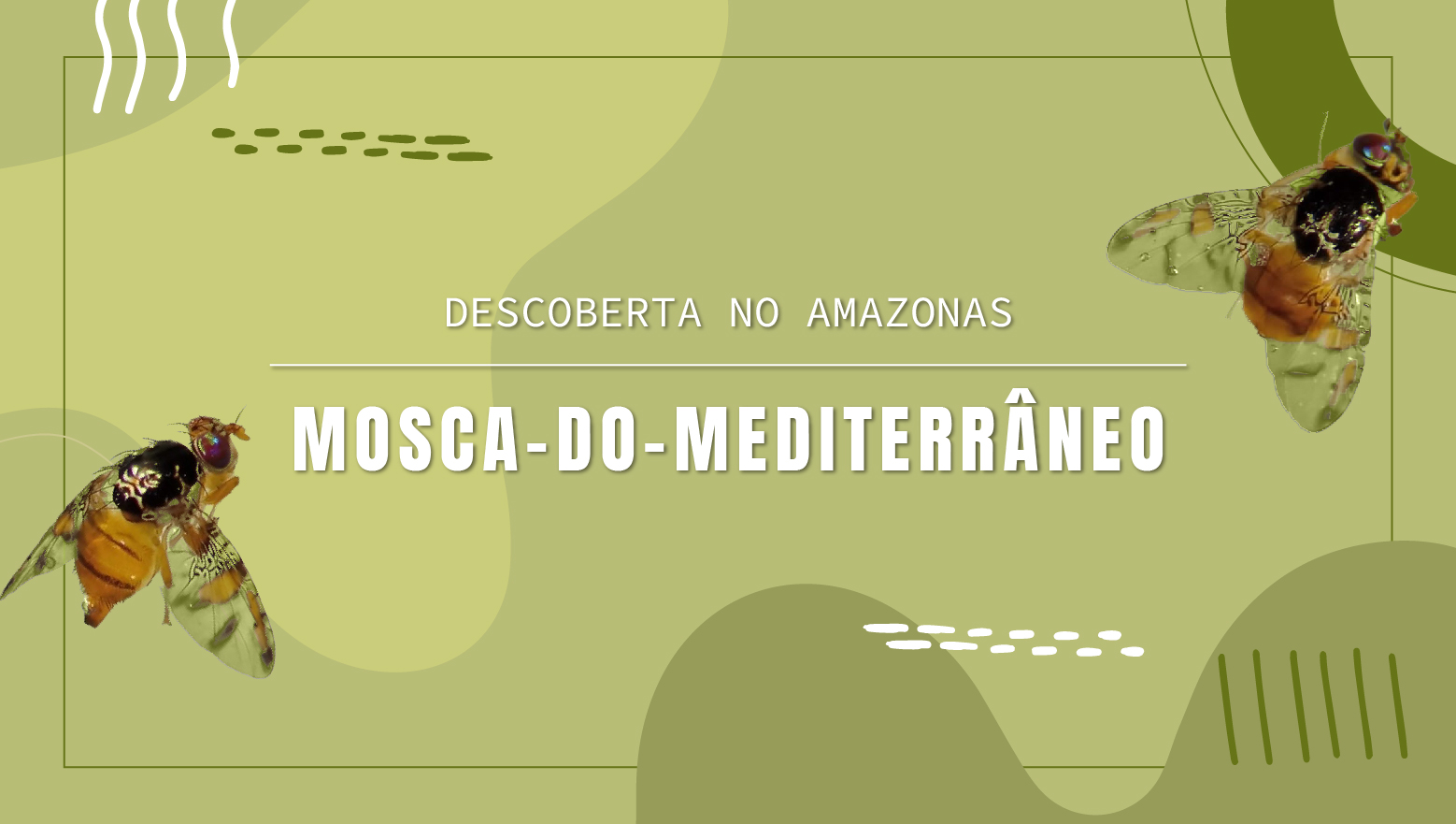 Mosca-do-mediterrâneo encontrada em Manaus